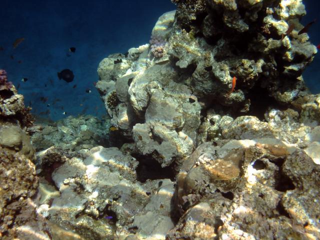 Barriera corallina