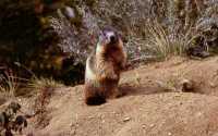 Marmotta