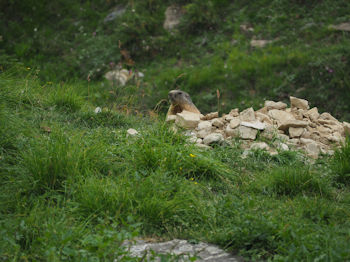 Marmotta