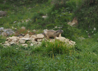 Marmotta