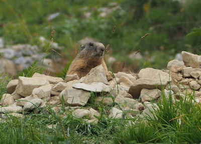 Marmotta