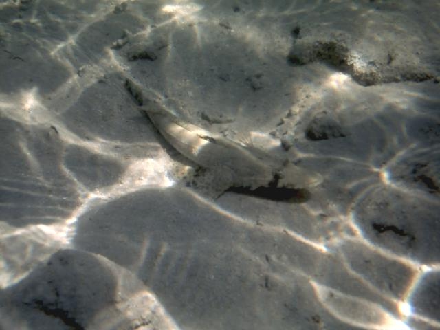 Pesce Coccodrillo