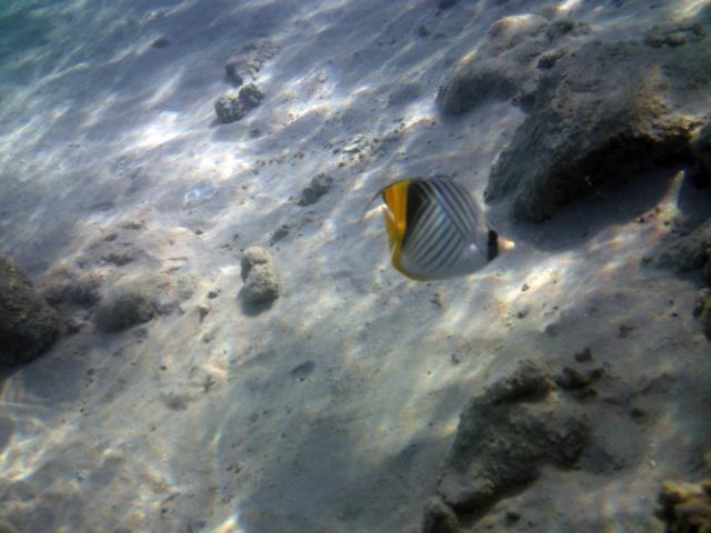 Pesce Farfalla Auriga