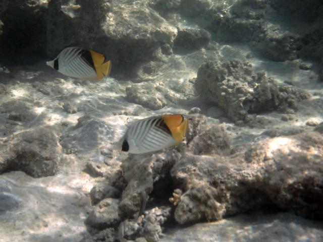 Pesce Farfalla Auriga