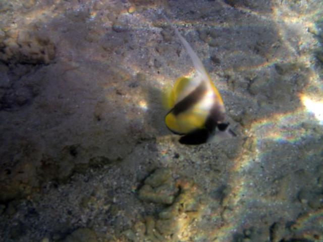 Pesce Farfalla Bandiera