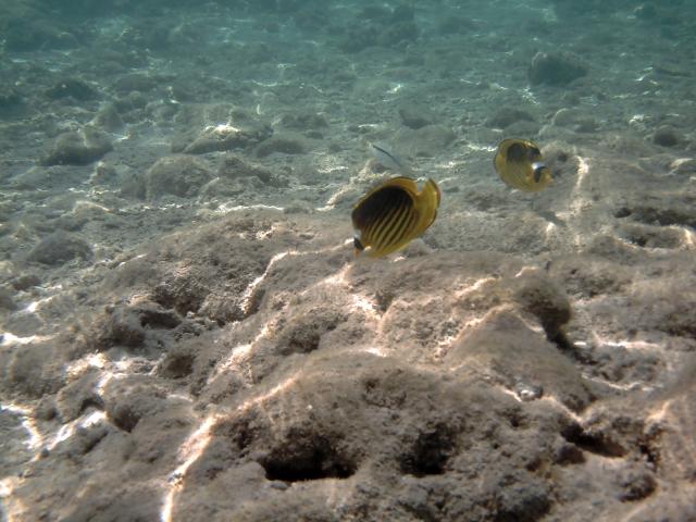 Pesce Farfalla fasciato