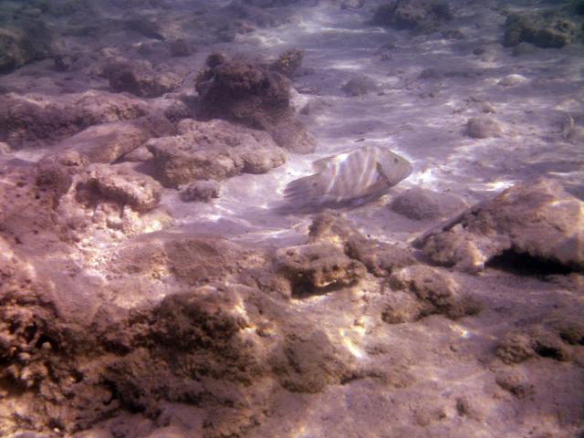 Pesce Napoleone