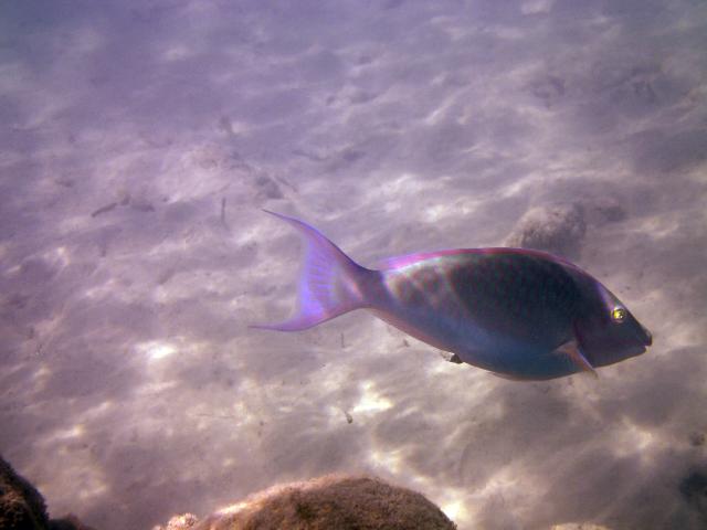 Pesce Pappagallo