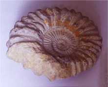 Ammonite