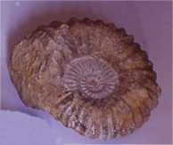 Ammonite