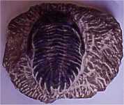 Trilobite